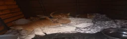Mixed Breed cats for sale: Beautiful orange long fur kittens - Advert 3