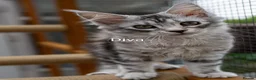 Maine Coon cats for sale: GCCF Registered Maine Coon Kittens Peterborough - Advert 24