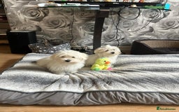 Havanese dogs for sale: Extra mini Havanese x Maltese puppies - Image 14