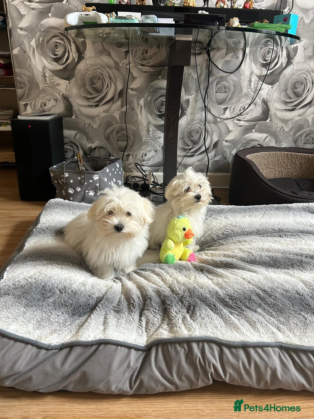Havanese dogs for sale: Extra mini Havanese x Maltese puppies - Image 14