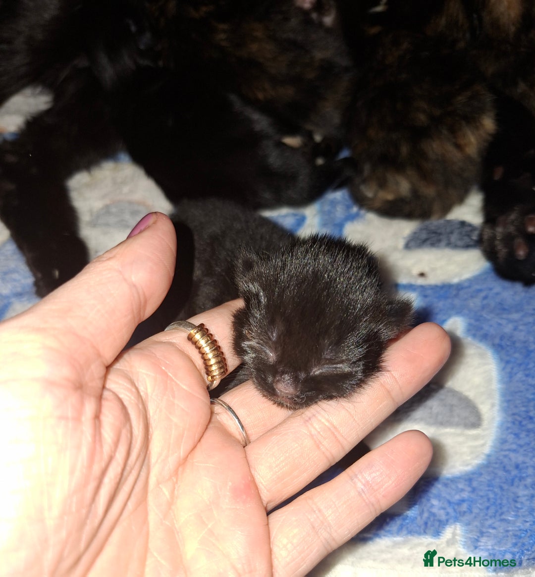 Domestic Shorthair cats for sale: 3 Tortoiseshell & 1 Black Kitten For Sale  - Image 8