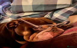 English Bulldog dogs for stud: Exclusive Tri-Colour Chocolate English Bulldog  - Image 7