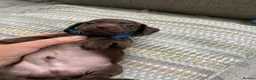 Miniature Dachshund dogs for sale: Miniature smooth haired dachshund pups for sale - Advert 17