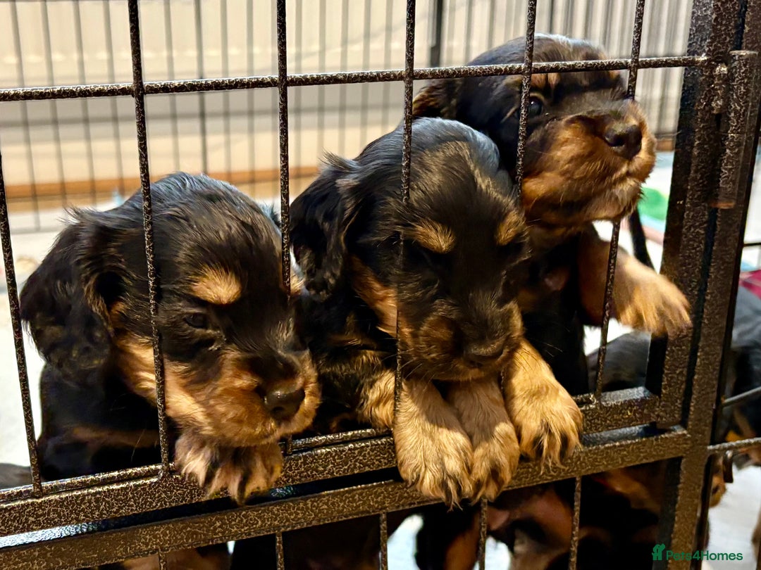 Cocker Spaniel dogs for sale: Cocker Spaniel puppies - Image 7