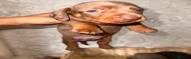 Dachshund 1