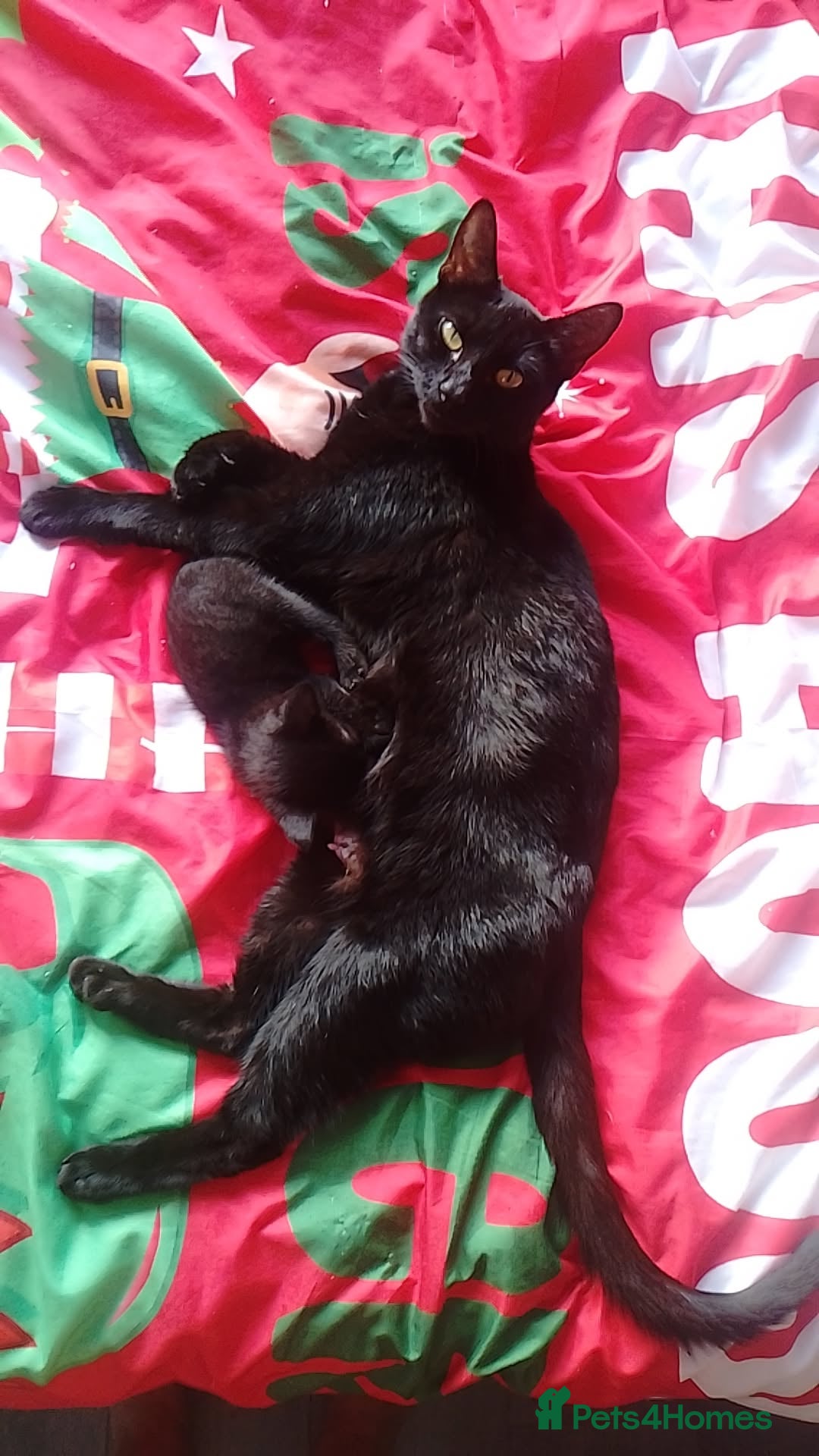 Mixed Breed cats for sale: Kittens for sale - Advert 1