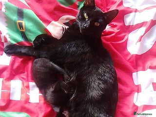 Mixed Breed cats Kittens for sale - Advert 17