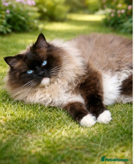 Ragdoll cats for sale: GCCF Registered Ragdoll Kittens  - Advert 5