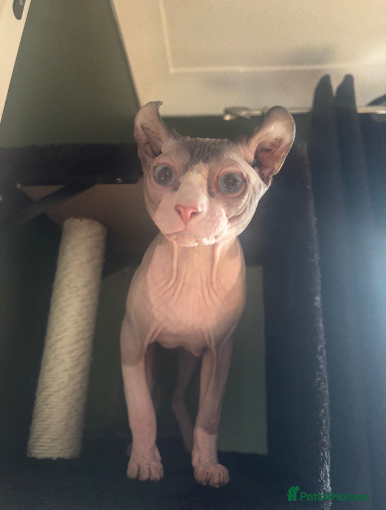 Sphynx cats 1 year old male Sphynx for rehome  - Advert 3
