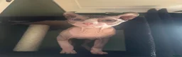Sphynx cats for sale: 1 year old male Sphynx for rehome  in Congleton - Advert 1