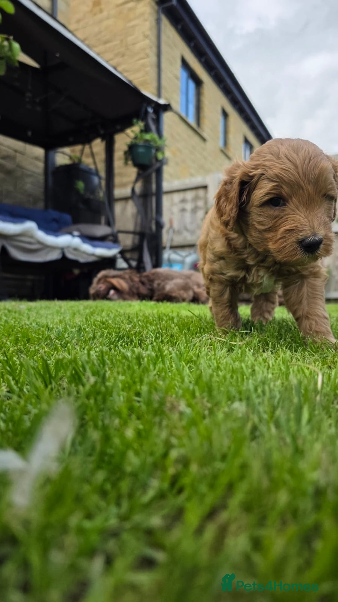 Australian Labradoodle dogs for sale: Reduced-Multigen Aussie Labradoodles curly/nonshed - Image 32