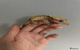Gecko reptiles for sale: baby crested gecko and females - Image 8