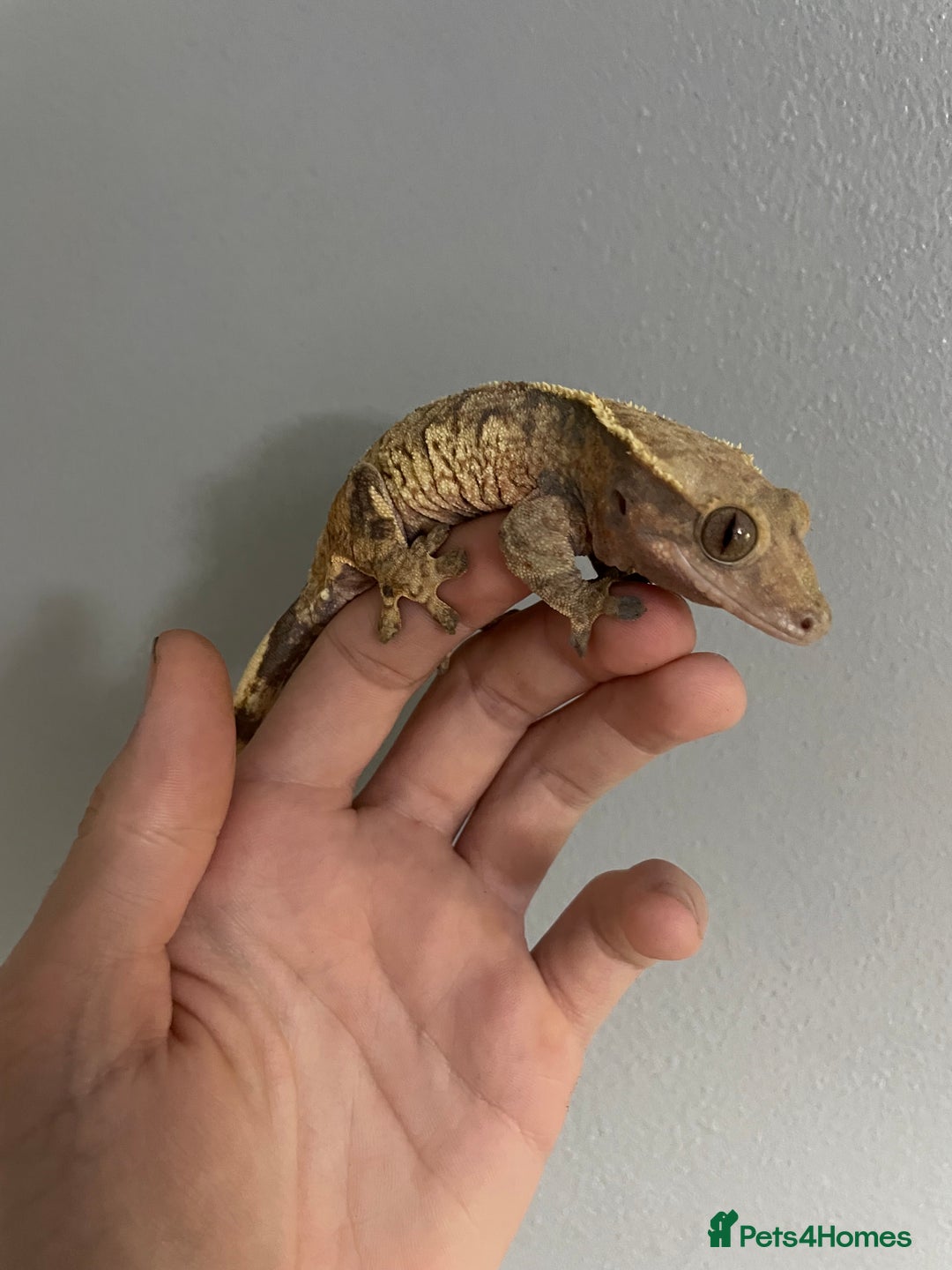 Gecko reptiles for sale: baby crested gecko and females - Image 8