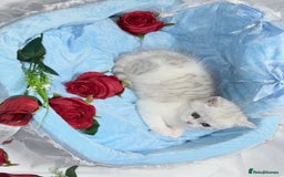 British Shorthair cats for sale: TICA REGISTERED CHAMPION LINES HUGE KITTEN 4 SALE! - Image 12