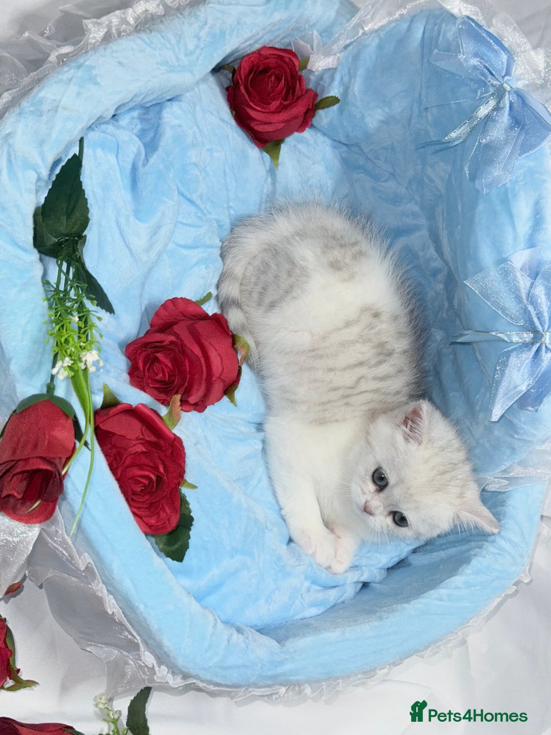 British Shorthair cats for sale: TICA REGISTERED CHAMPION LINES HUGE KITTEN 4 SALE! - Image 12