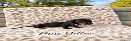 Miniature Dachshund dogs for sale: Blue and tan and Black and Tan Dachshund - Advert 13