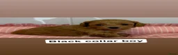 Cavapoochon dogs for sale: 🐾 8 Beautiful Cavapoochon Puppies - Advert 5