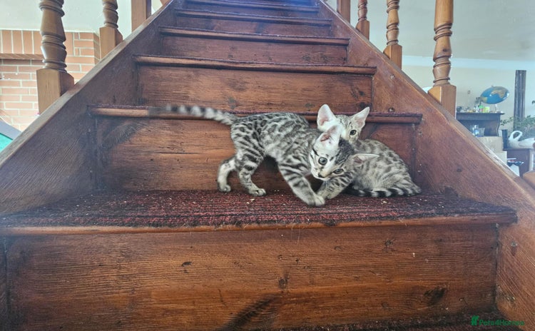Bengal cats - Advert 8