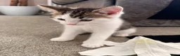 Mixed Breed cats for sale: 2x male white kittens  in Okehampton - Advert 4