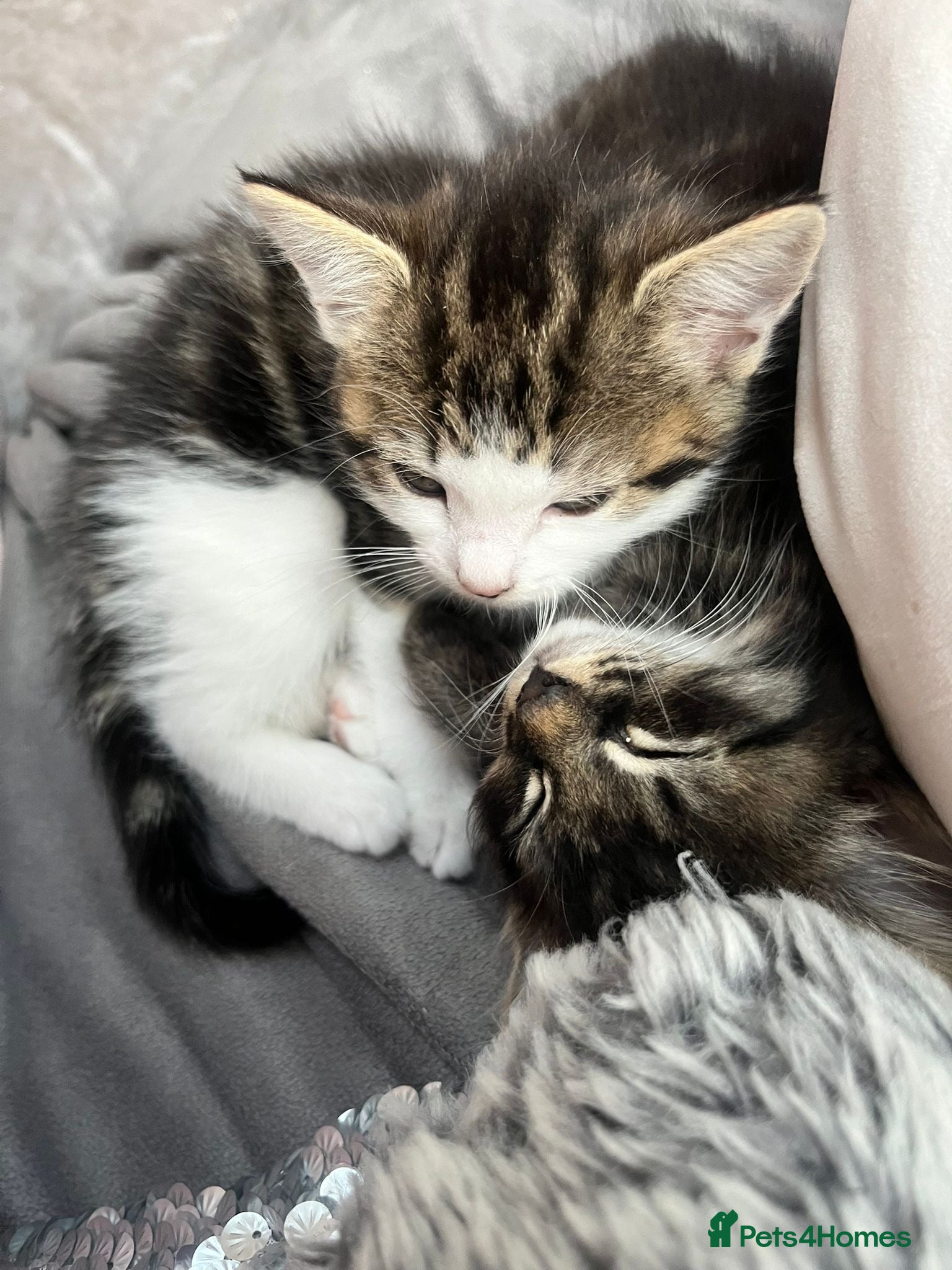 Mixed Breed cats 4 Beautiful litter trained Kittens - Advert 13