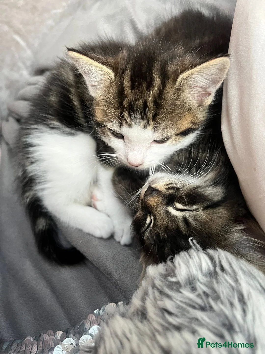 Mixed Breed cats for sale: 4 Beautiful litter trained Kittens - Advert 7