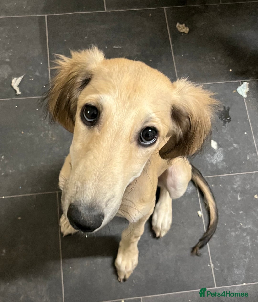 Lurcher dogs for sale: Two lurcher puppies needing new homes - Image 3