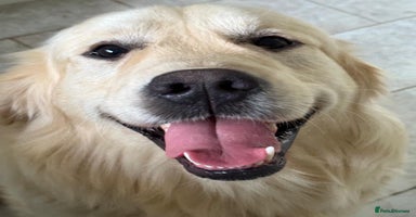 Golden Retriever dogs in Melton Mowbray - Advert 2