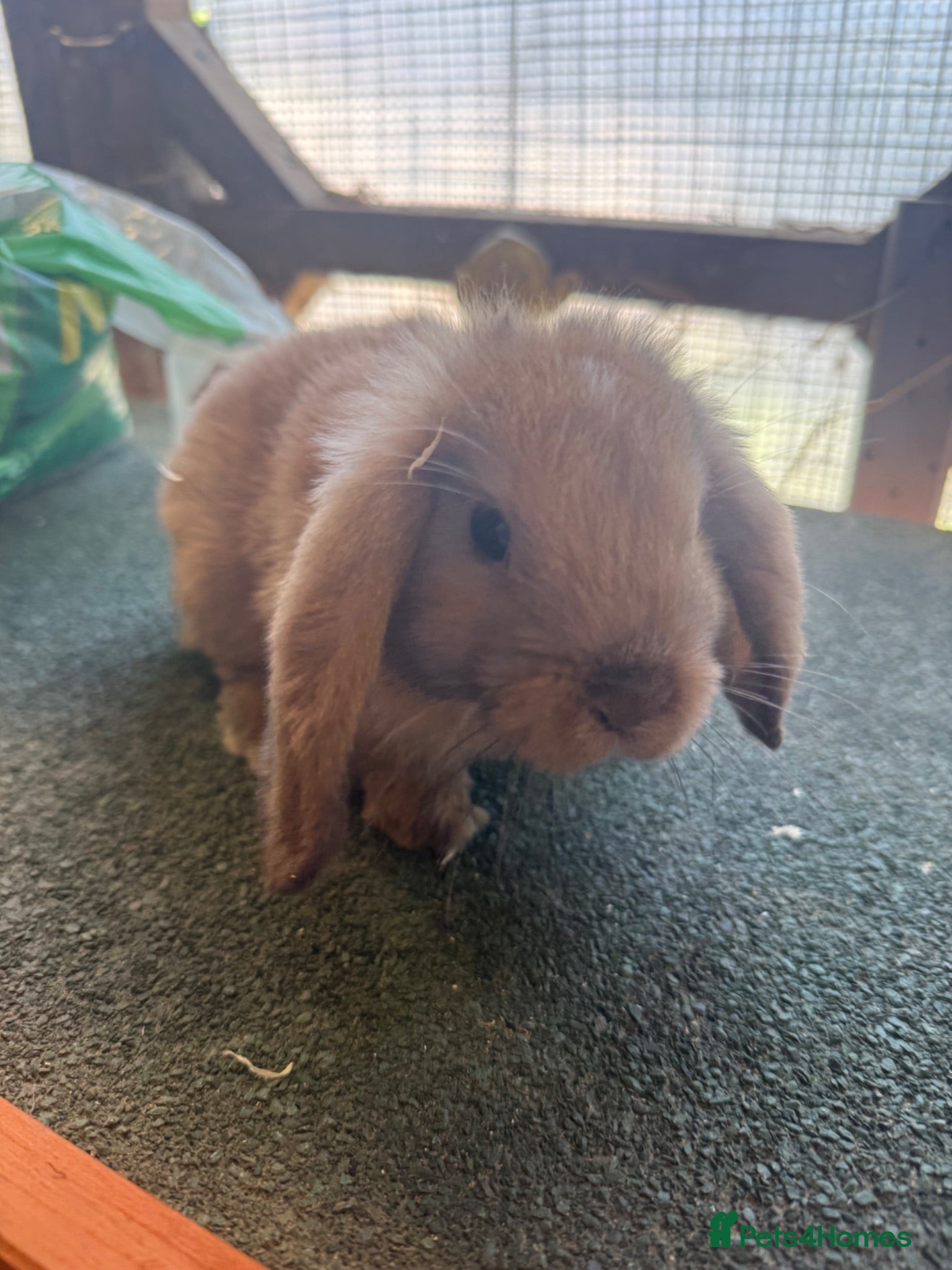 Mini Lop rabbits pure breed minilop female rabbit  - Advert 8