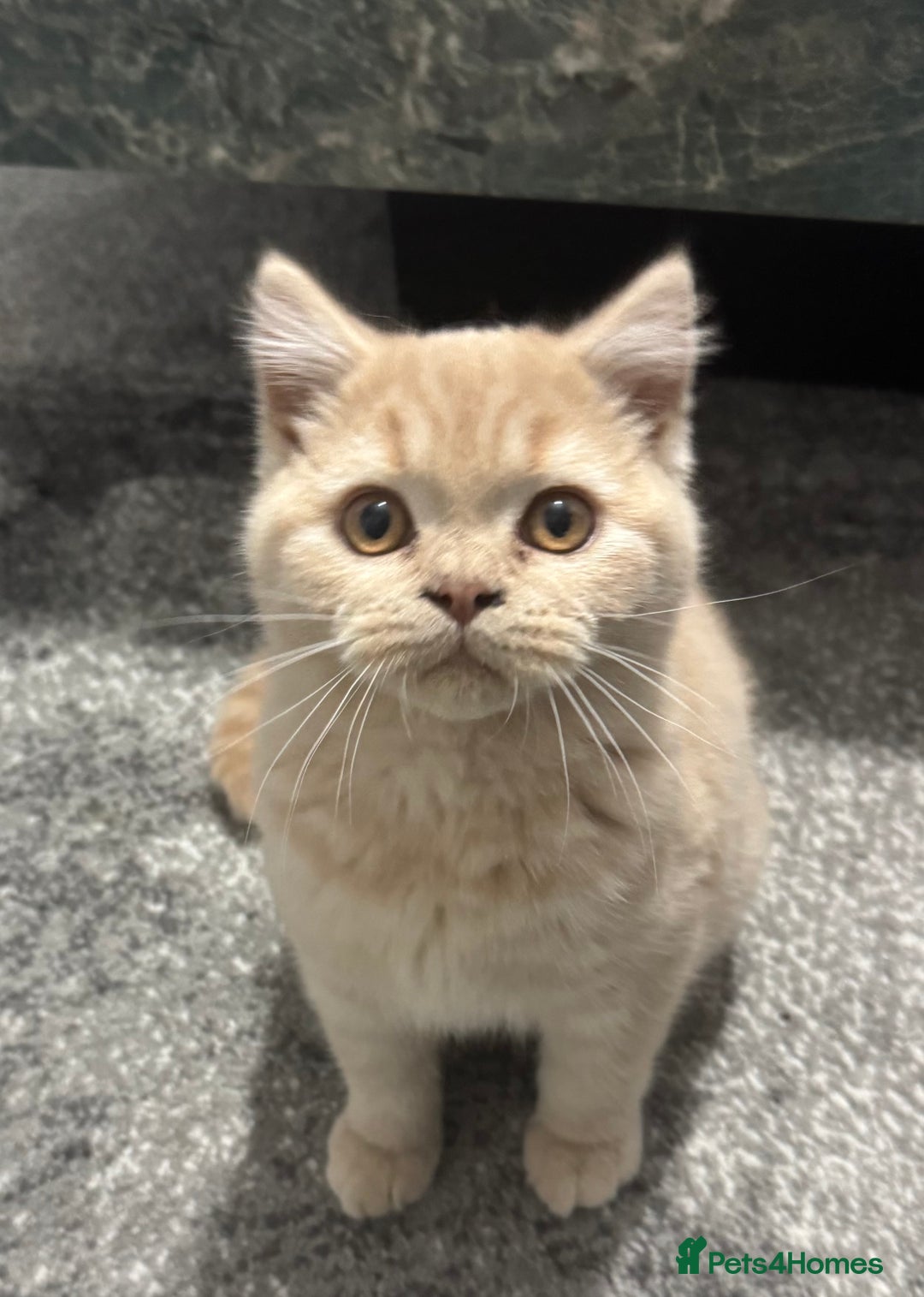 British Shorthair cats for sale: GCCF registered cream bsh boy - Advert 9
