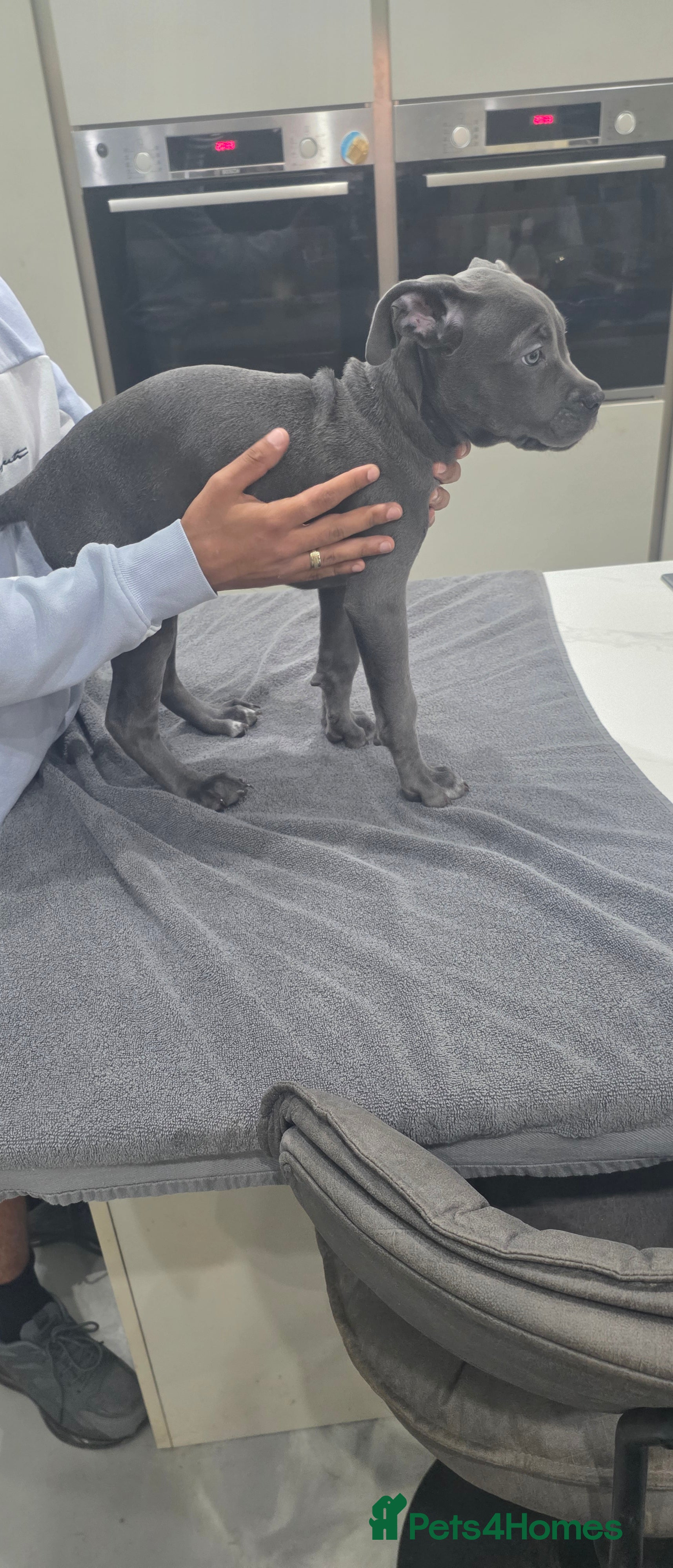 Cane Corso dogs Cane Corso Puppies - Advert 2