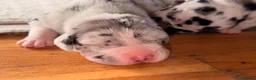 Great Dane dogs for sale: Great Danes puppies  in London - Advert 30
