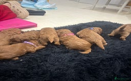 Cavapoo dogs for sale: 7 gorgeous F1b Cavapoo Puppies (4 girls & 3 boys)  - Image 6