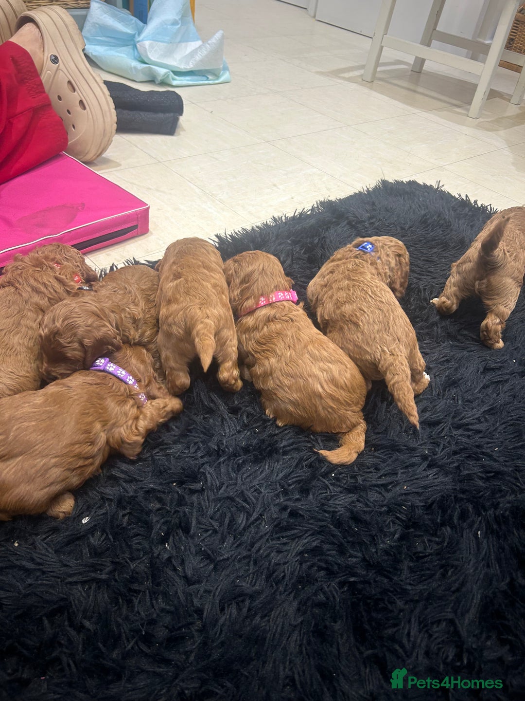 Cavapoo dogs for sale: 7 gorgeous F1b Cavapoo Puppies (4 girls & 3 boys)  - Image 6