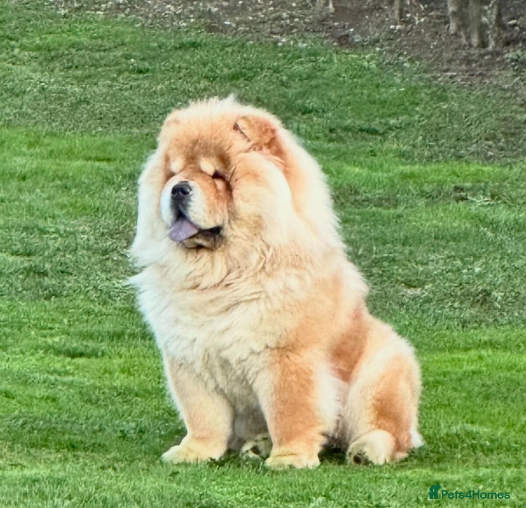 Chow Chow dogs for sale: Kc Registered Chow Chow Pups - Image 25