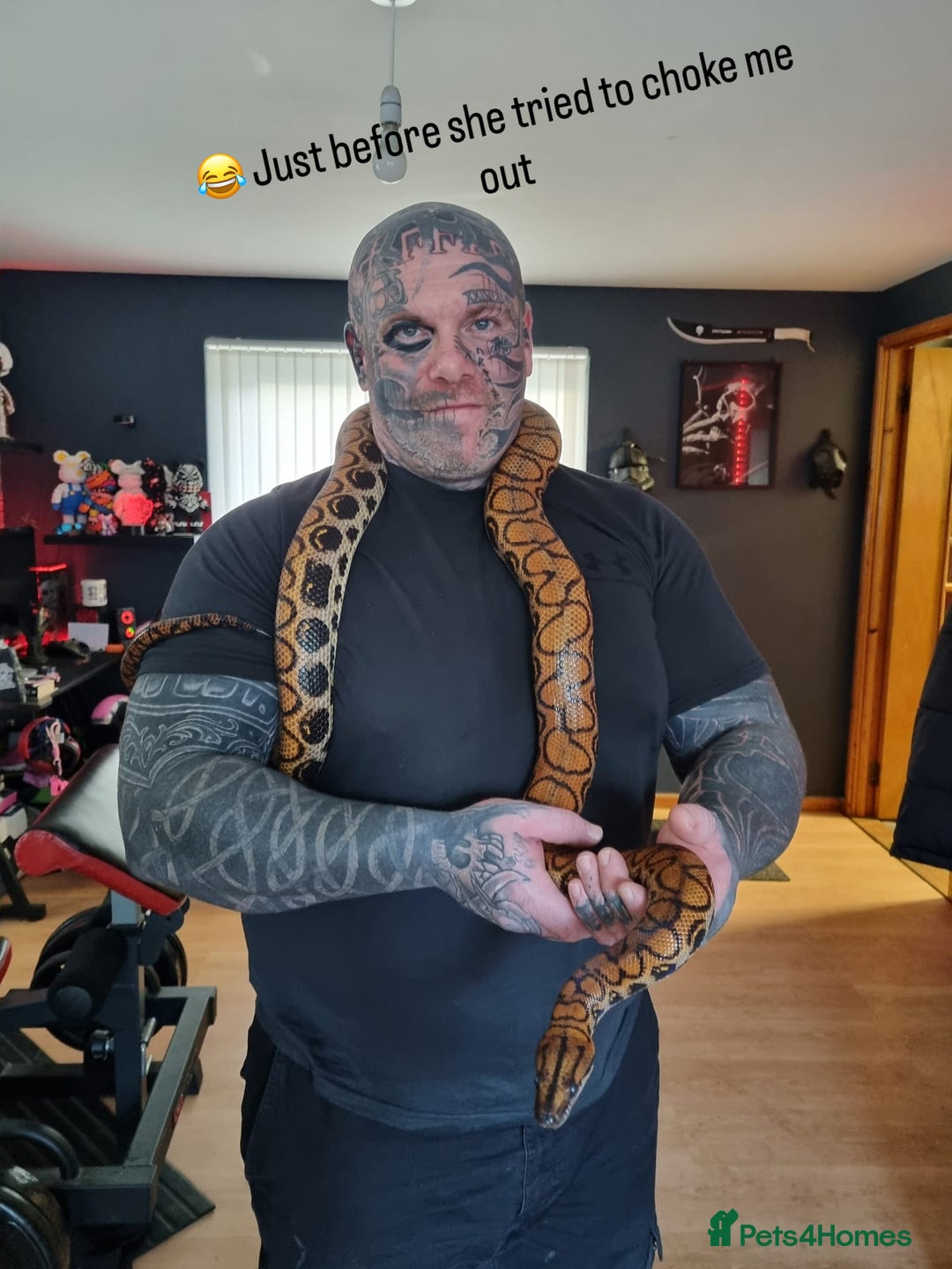 Boa Snake reptiles for sale: Brazillion rainbow boa  - Advert 4