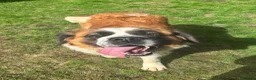 Saint Bernard dogs for sale: Saint Bernard female - Advert 5