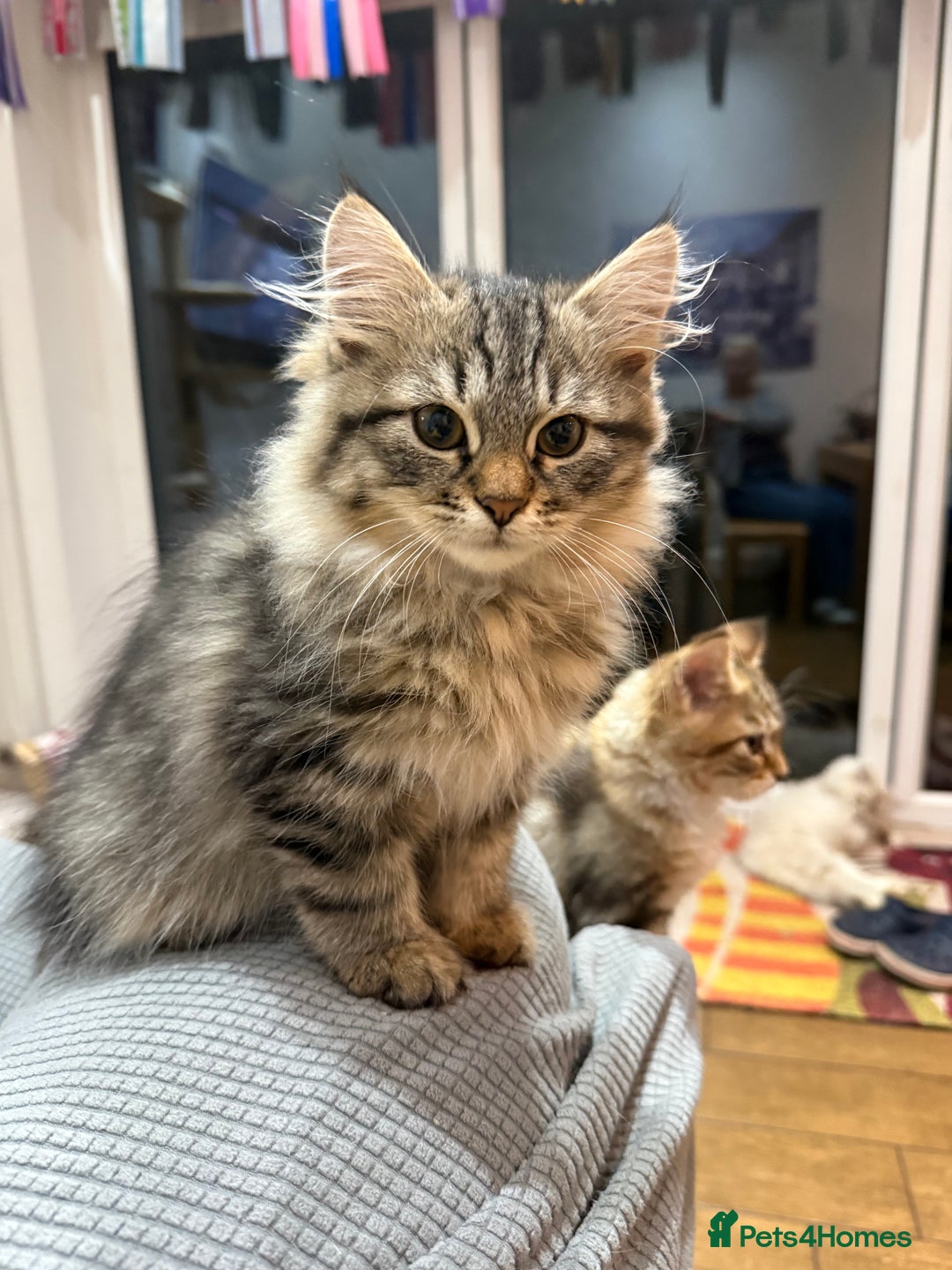 Siberian cats for sale: Fluffy Siberian Kittens Ready for loving homes🥰 - Advert 7