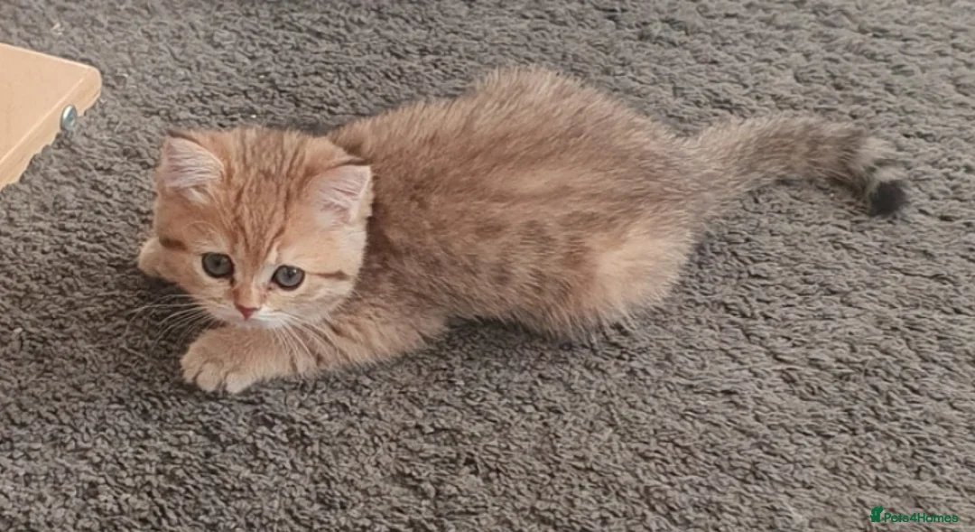 British Shorthair cats for sale: British Shorthair Blue & Black Gold Spotted Tabby  - Advert 2