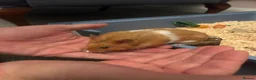 Hamster rodents for sale: Syrian Hamster + Cage and accessories in Sutton Coldfield - Advert 4