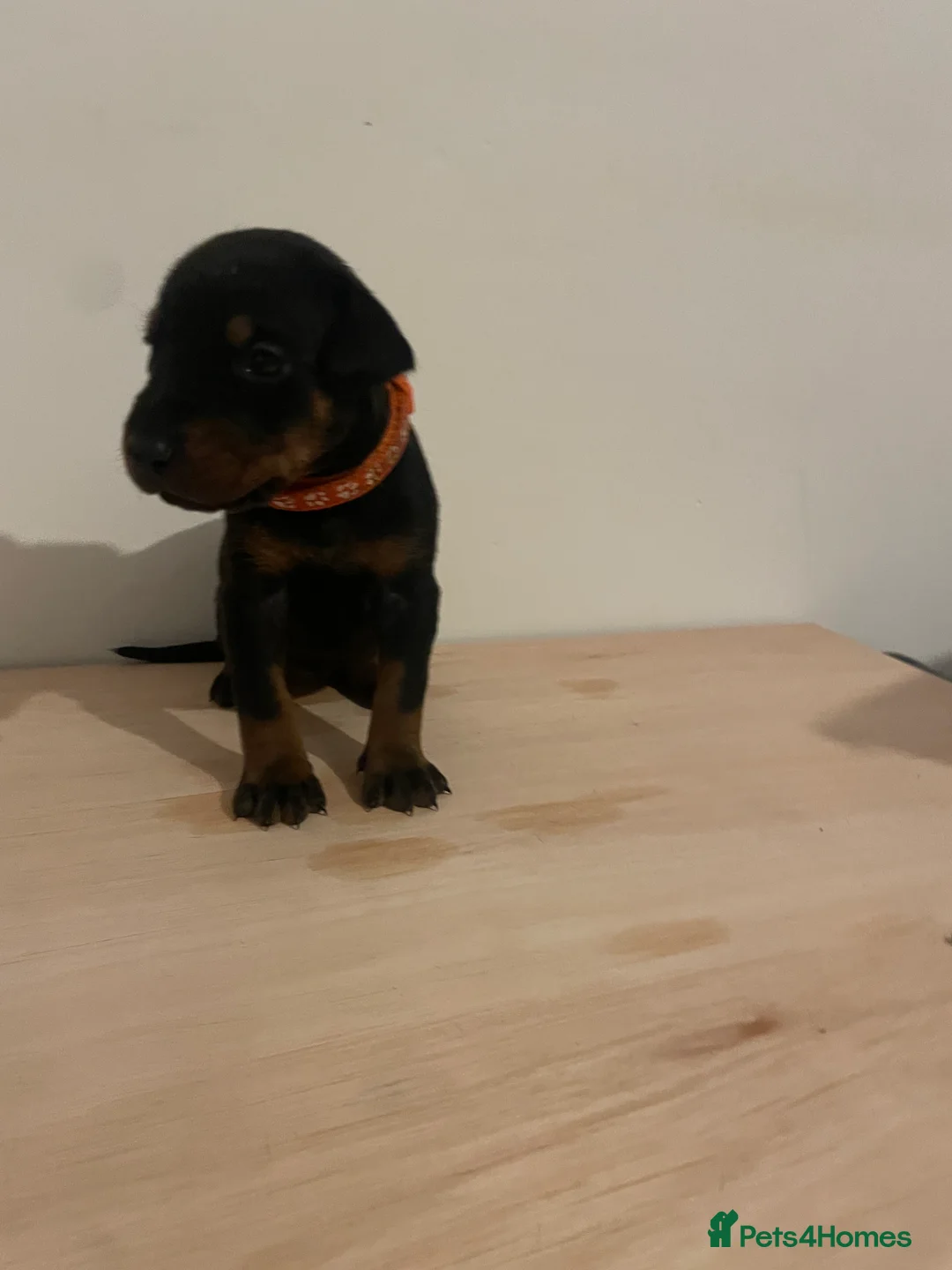 Dobermann dogs for sale: dobermann pinscher - Advert 8