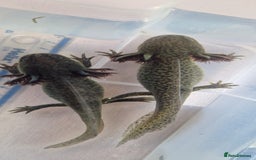 Axolotl reptiles for sale: Axolotls - Image 23