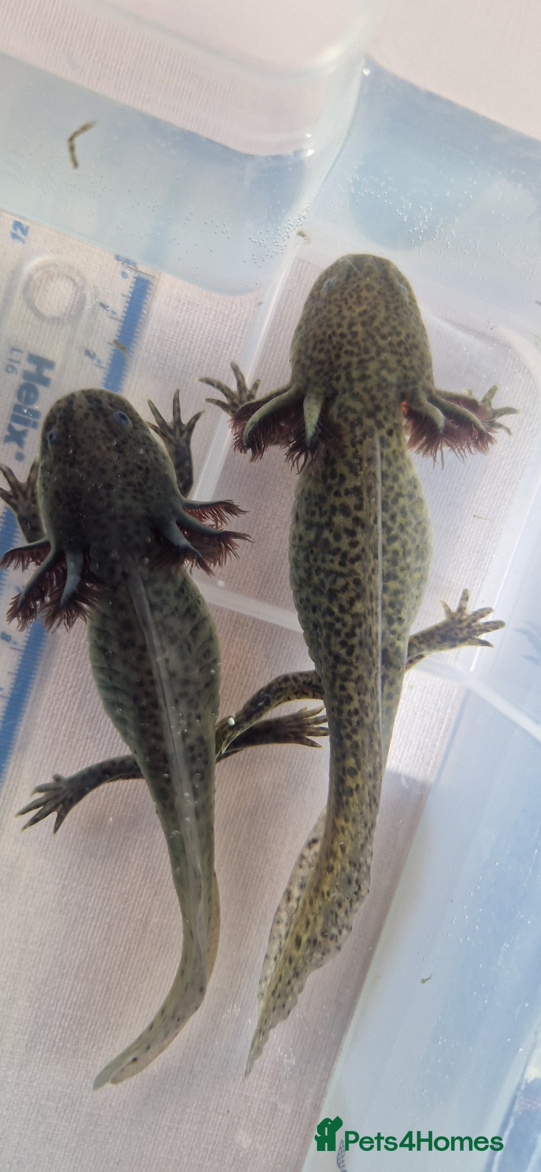 Axolotl reptiles for sale: Axolotls - Image 23