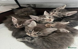 Maine Coon cats for sale: Maine Coon X  - Image 6