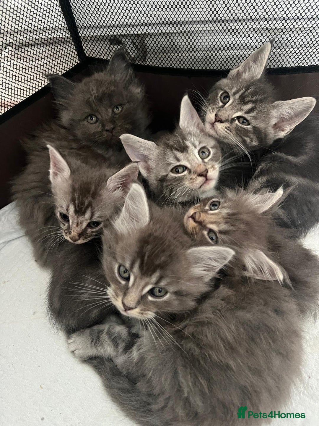 Maine Coon cats for sale: Maine Coon X  - Image 6