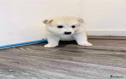 Huskita dogs for sale: huskeys  - Advert 13