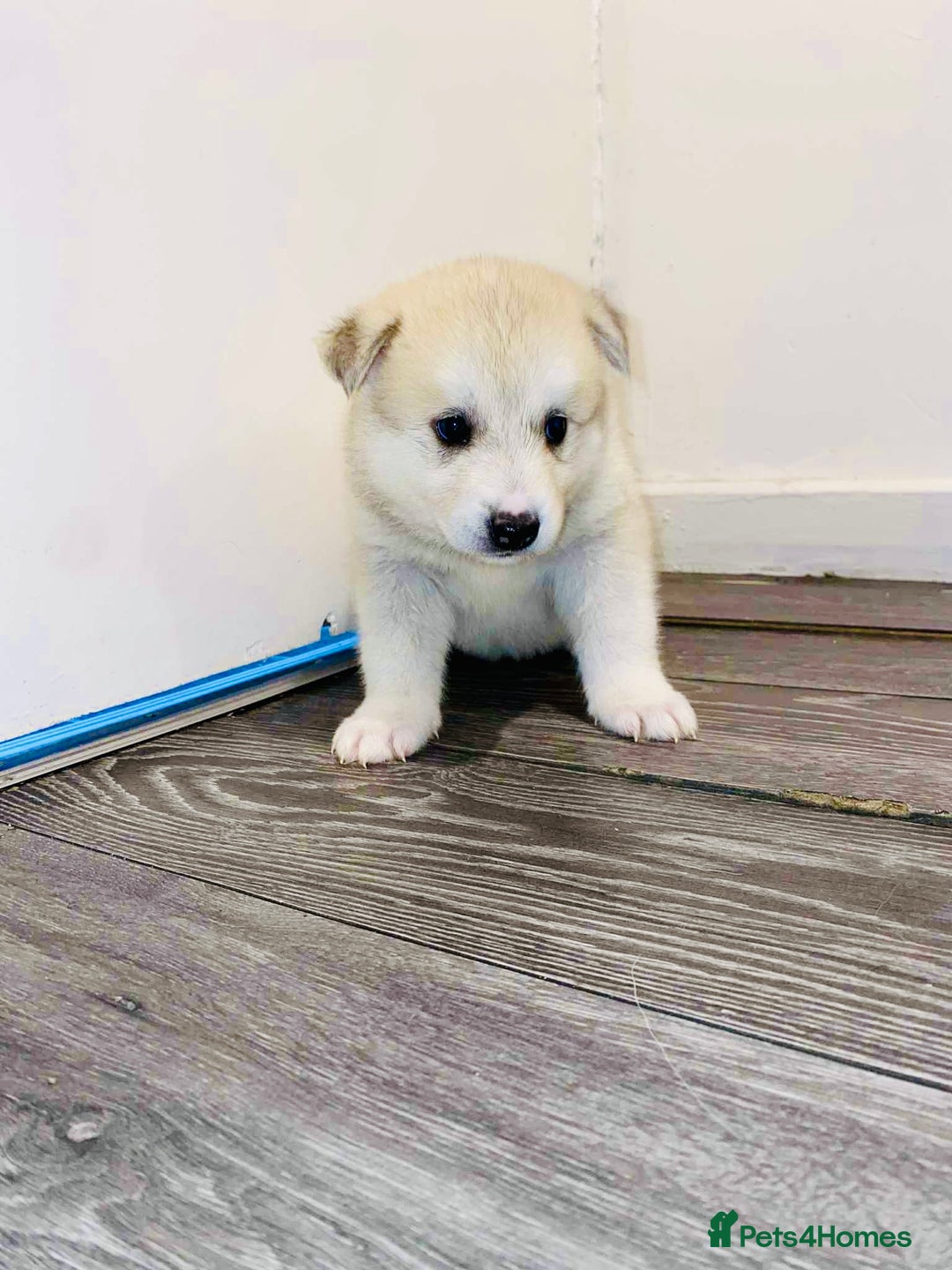 Huskita dogs for sale: huskeys  - Advert 13