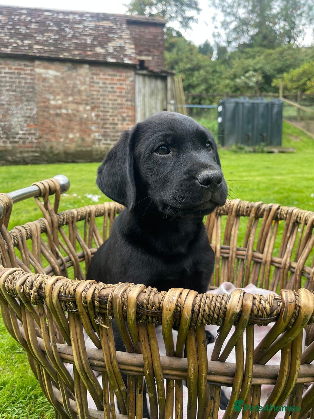 Labrador Retriever dogs for sale: Two Beautiful KC RegisteredLabrador Boys for Sale  - Image 4
