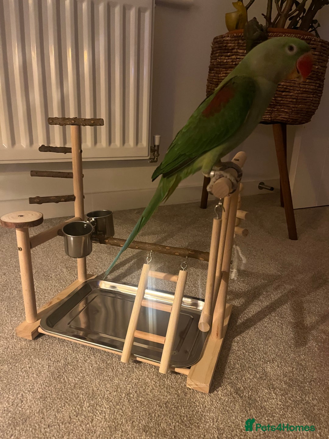 Parrots birds for sale: Alexandrine parrot  - Advert 2