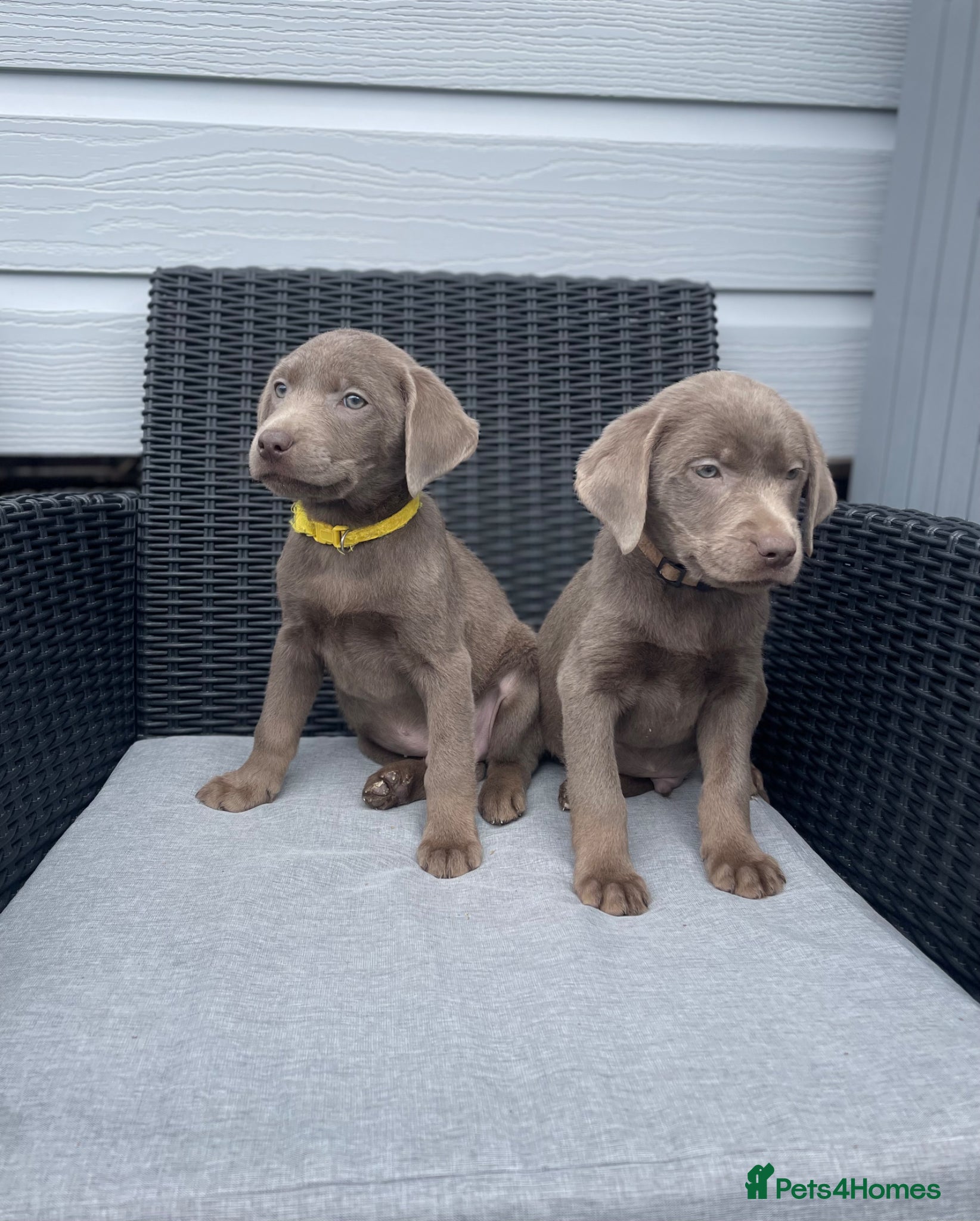 Labrador Retriever dogs Stunning silver Labradors ready now  - Advert 3