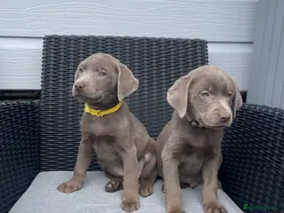 Labrador Retriever dogs Stunning silver Labradors ready now - Advert 5